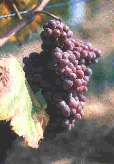 Immage of the grape