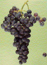 Merlot Grape Cluster